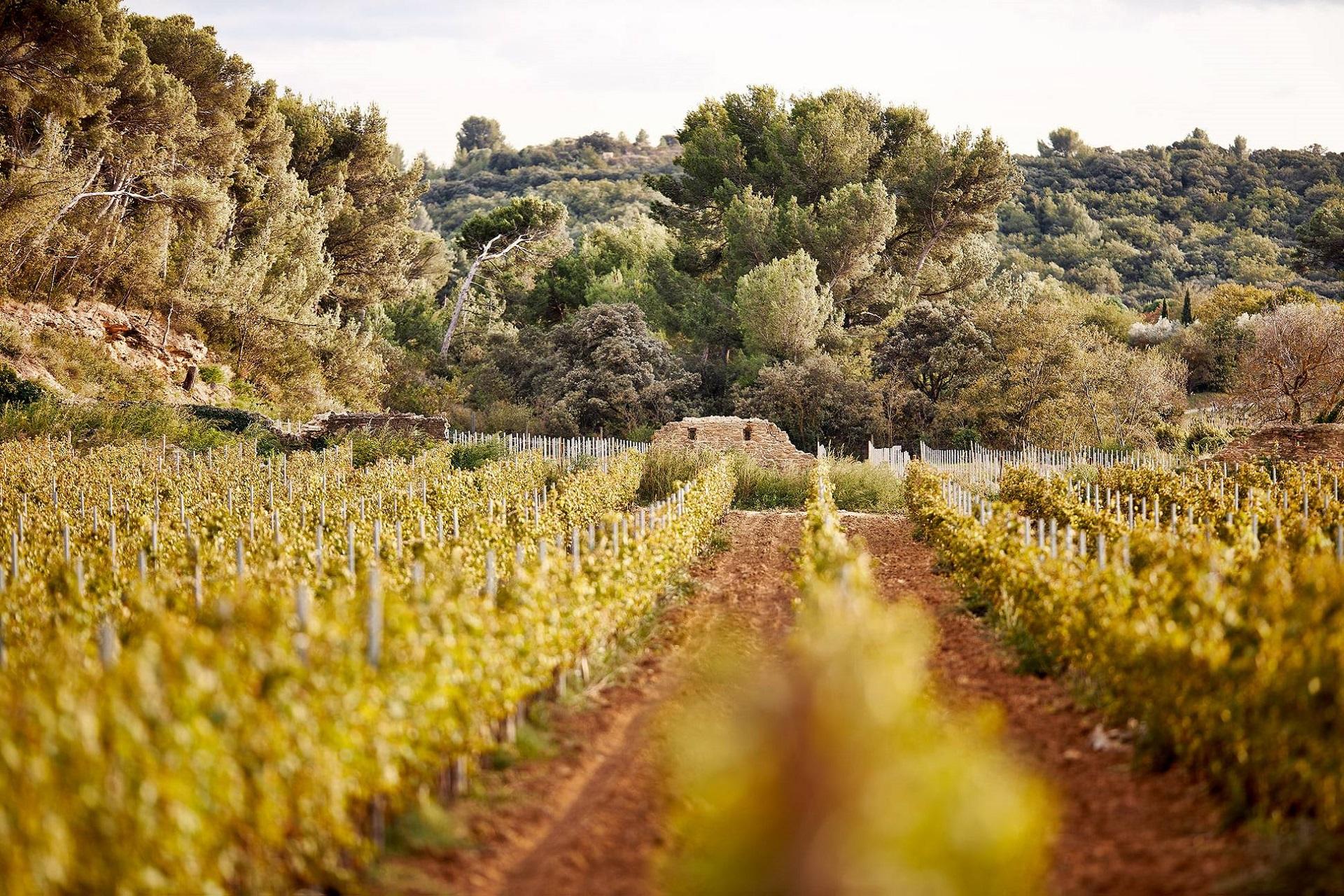 chateau-gigognan-sorgues-avignon-provence-sud-france-vignes-seminaires-de-caractere