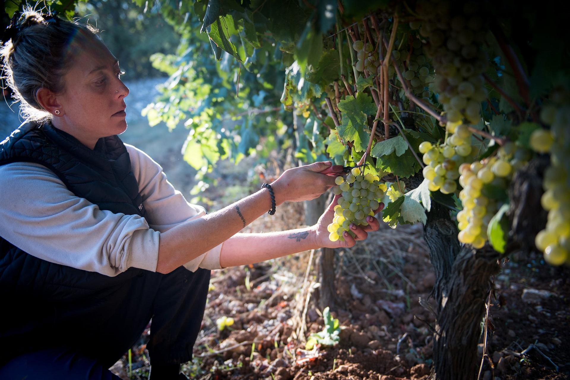 commanderie-de-peyrassol-var provence-sud-france-vignoble-oenotourisme-recolte-seminaires-de-caractere