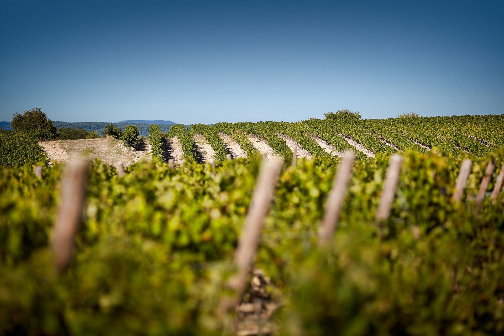 domaine-de-fontenille-luberon-provence-vignoble-seminaires-de-caractere