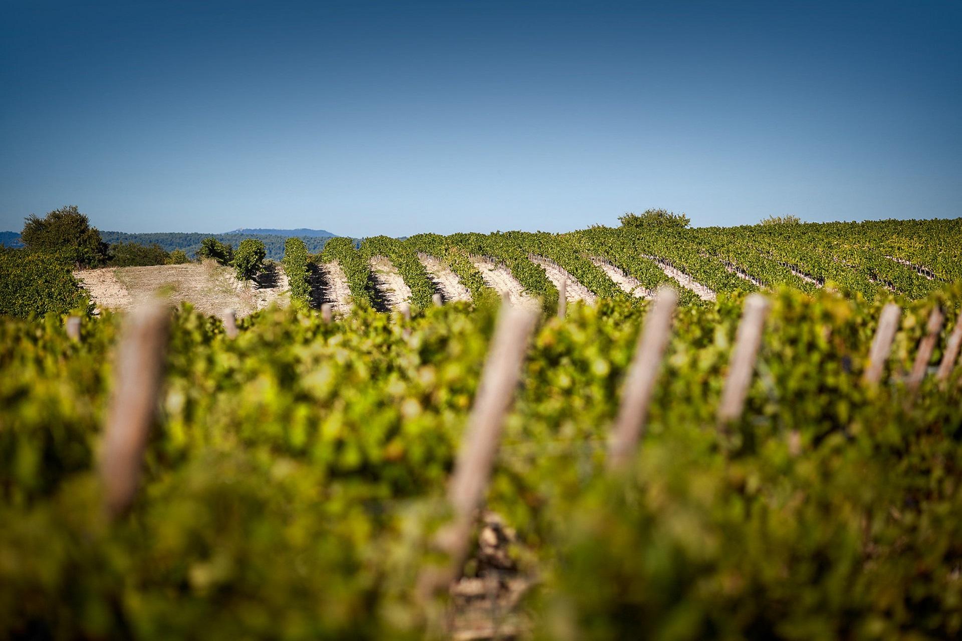 domaine-de-fontenille-luberon-provence-vignoble-seminaires-de-caractere