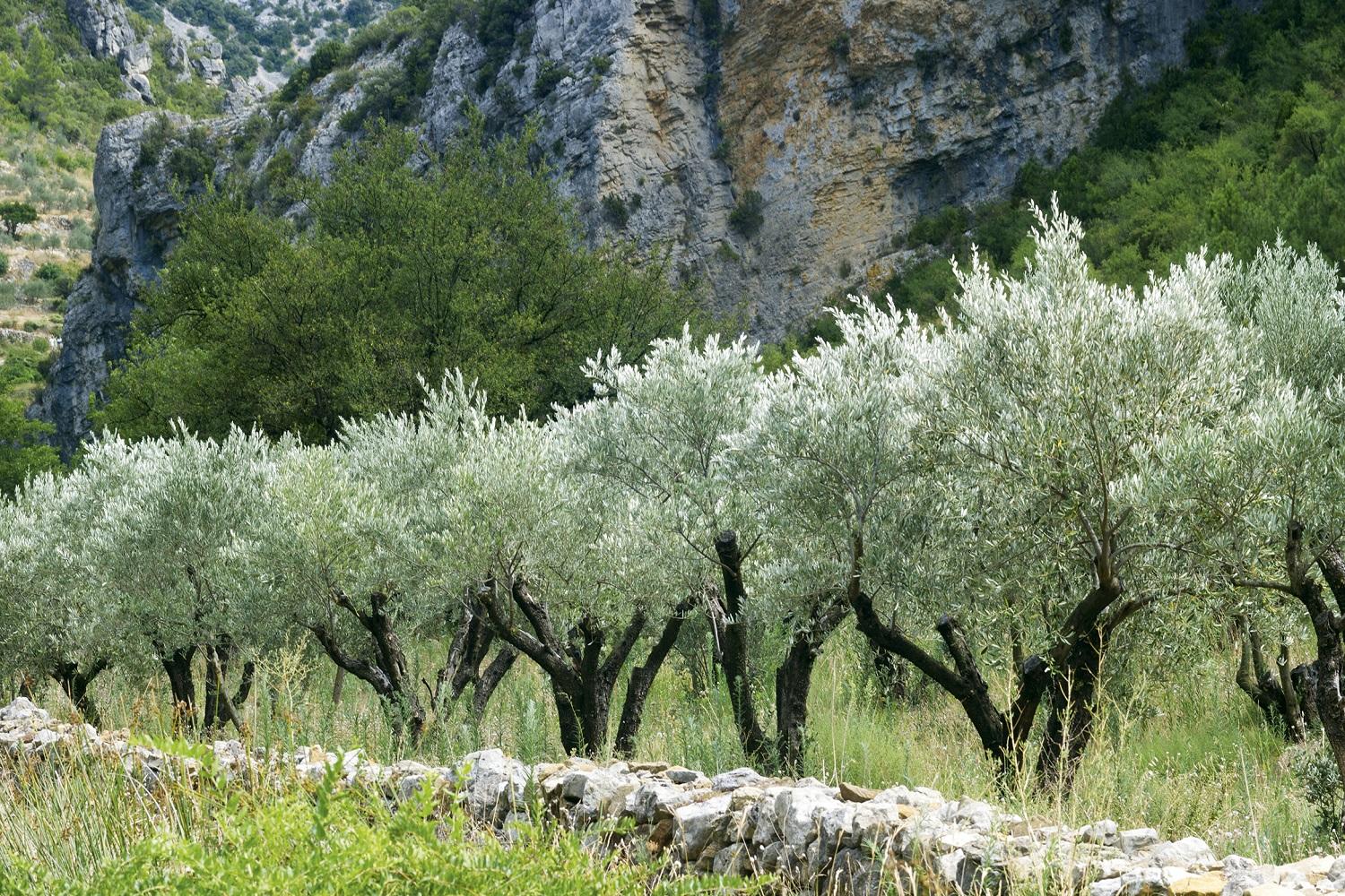 domaine-de-gressac-gard-occitanie-provence-verfeuil-champs-oliviers