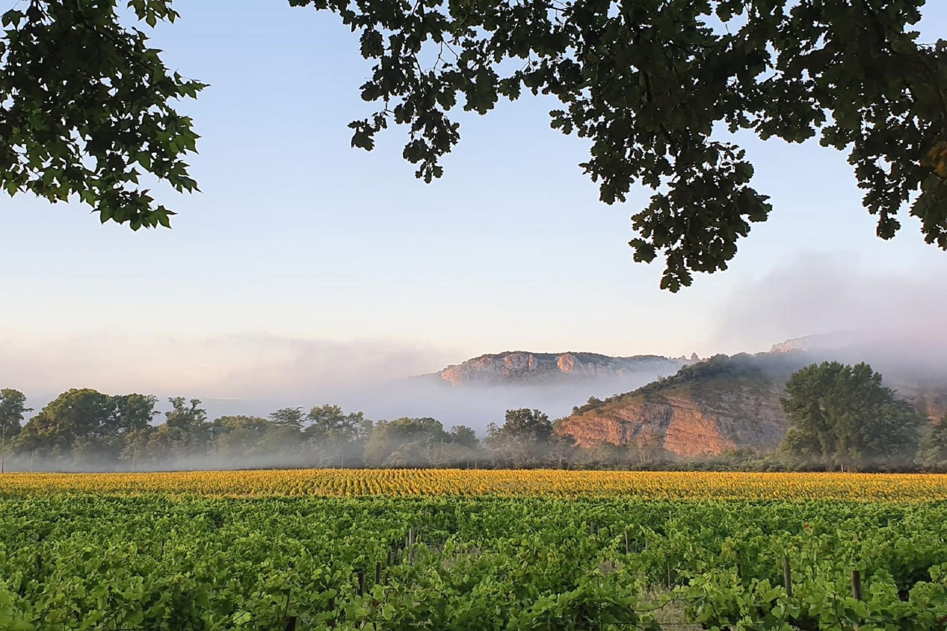 domaine-walbaum-vignoble-hotel-ardeche-sud-france-provence-avignon-vignes-seminaires-de-caractere