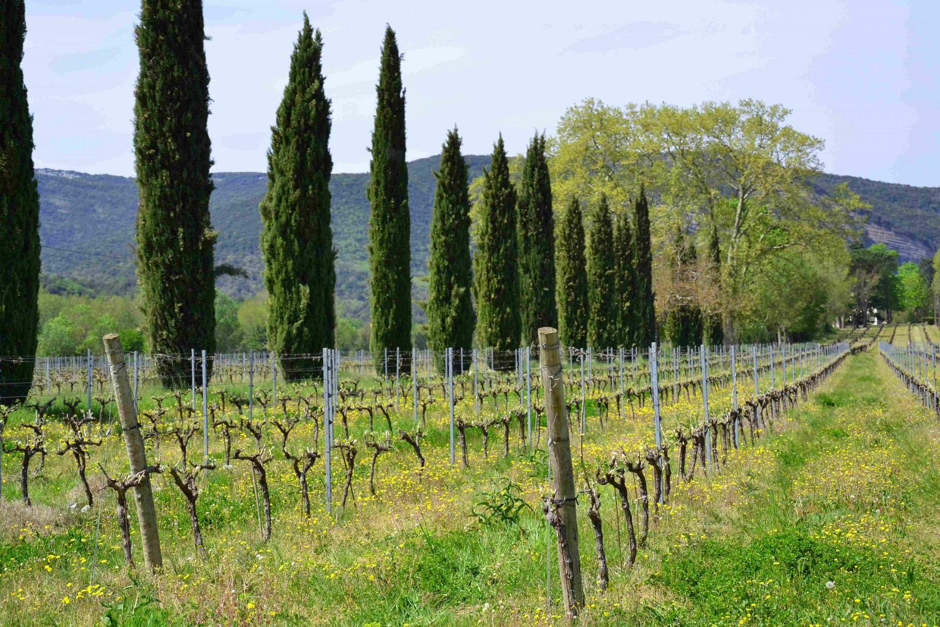 domaine-walbaum-vignoble-hotel-ardeche-sud-france-provence-avignon-vignoble-seminaires-de-caractere