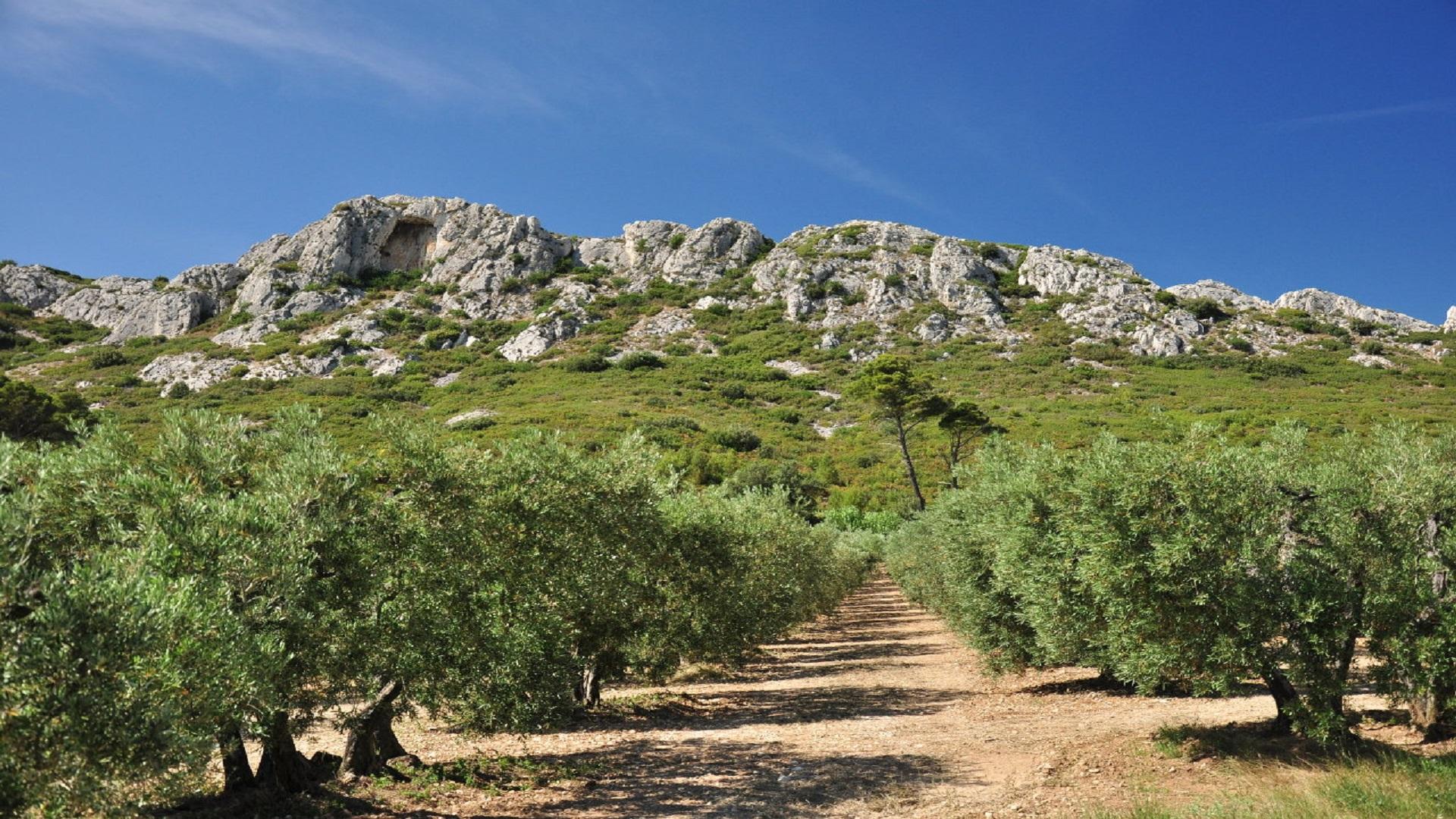 du-cote-des-olivades-alpilles baux-de -provence-sud-france-alpilles-seminaires-de-caractere