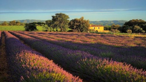 https://www.seminairesdecaractere.fr/notre-maison/essentiel-de-lavande-cadeaux-lavande-bio-drome-provencale-seminaires-de-caractere/