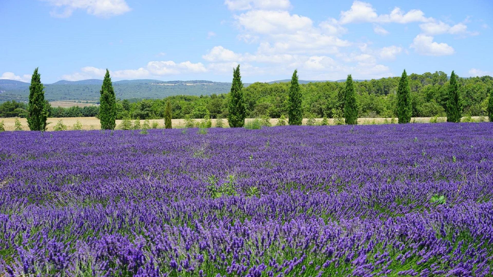 essentiel-de-lavande-cadeaux-lavande-bio-drome-provencale-seminaires-de-caractere-13