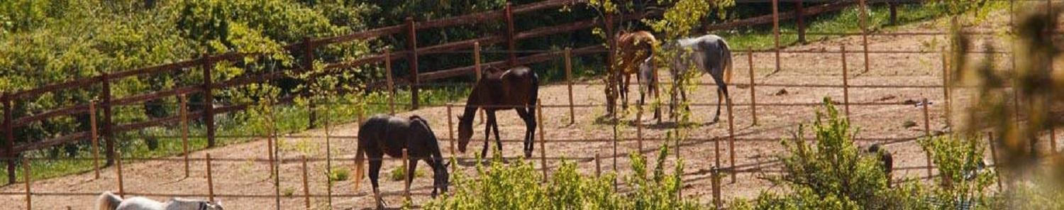 le-mas-de-fauchon-aix-en-provence-luberon-chevaux-seminaires-de-caractere