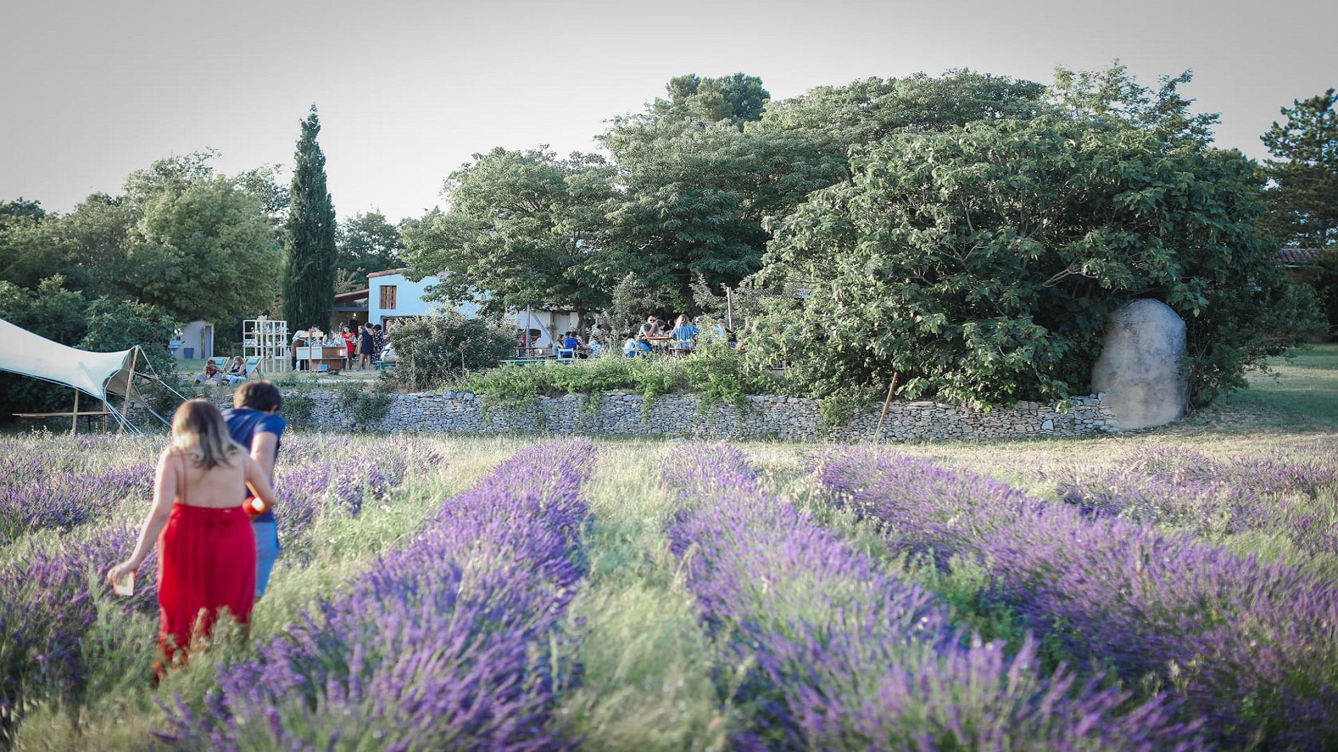 Les champs de lavande à Aix-en-Provence - Saison 2023 - Terre Ugo