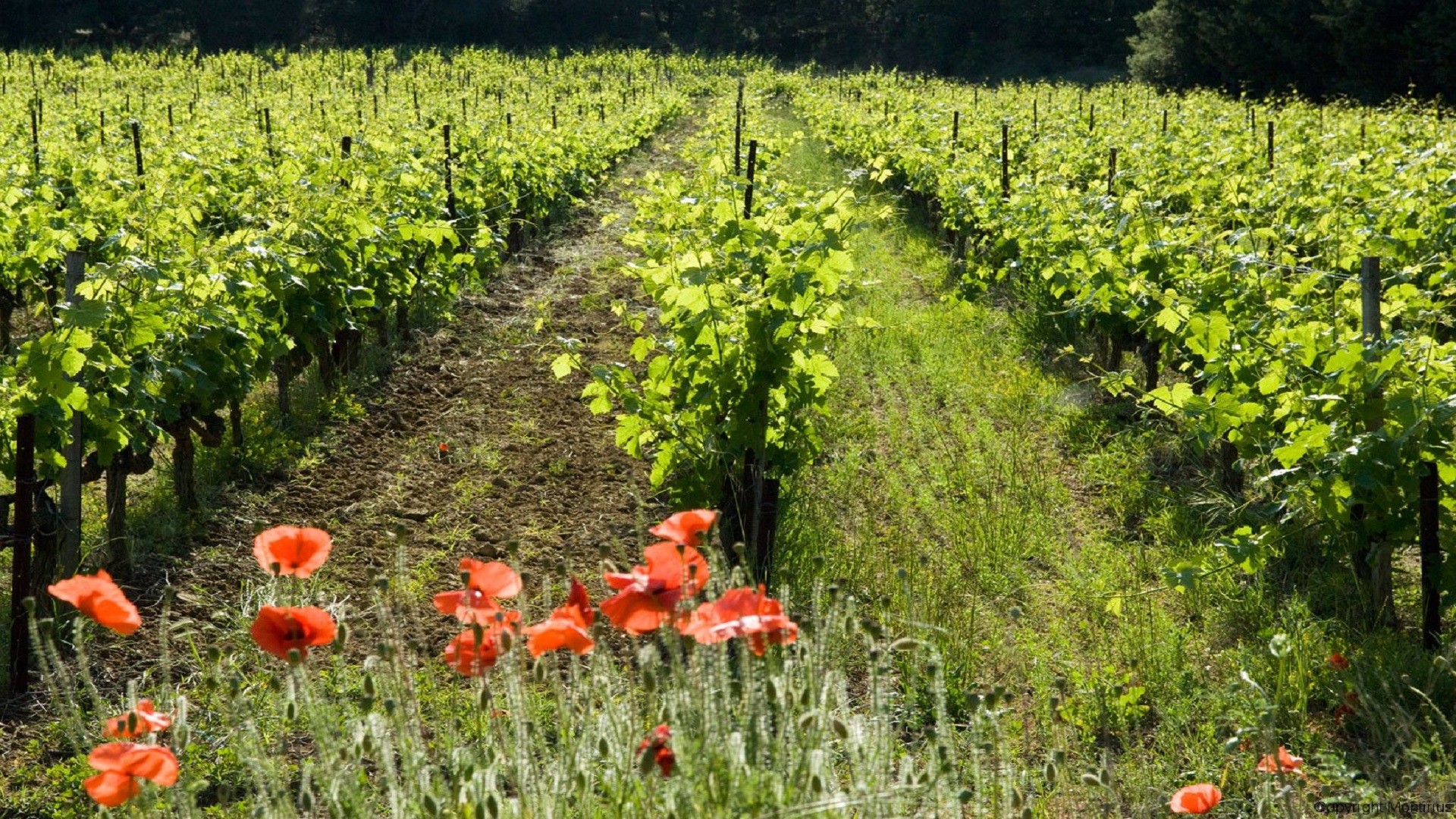 montirius-vignoble-bio-dynamique-provence-gigondas-seminaires-de-caractere